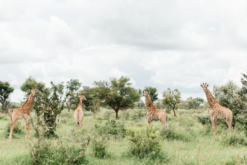 Monate Game Lodge Modimolle Dış mekan fotoğraf